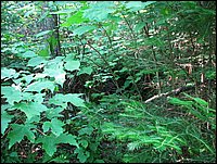Img_0718.jpg