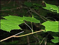 Img_0736.jpg