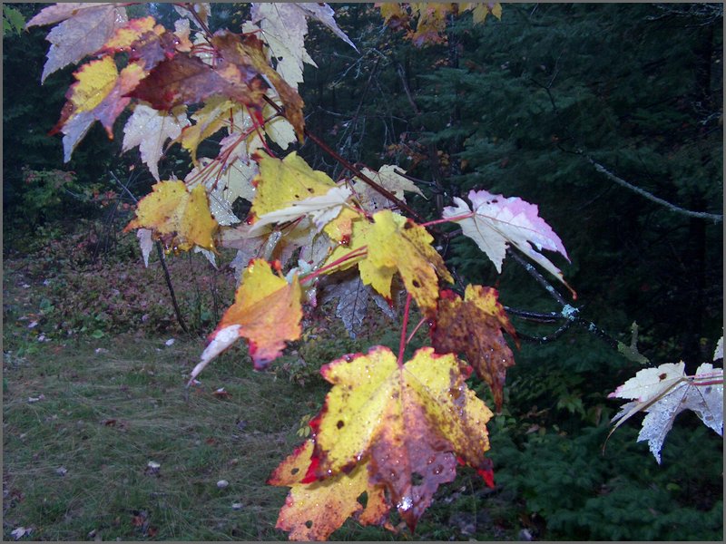 Thanksgiving 2007 75.JPG