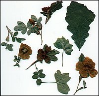 Pressed Flowers.jpg