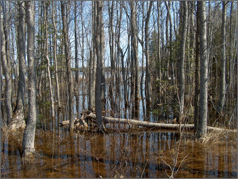 Wolfe Lake April 2006-37.jpg