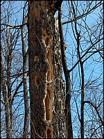 Wolfe Lake April 2006-22.jpg