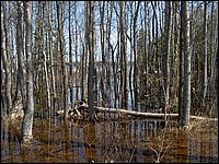 Wolfe Lake April 2006-37.jpg