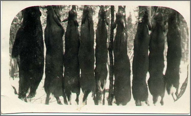 Eight_Deer_&_A_Bear.jpg