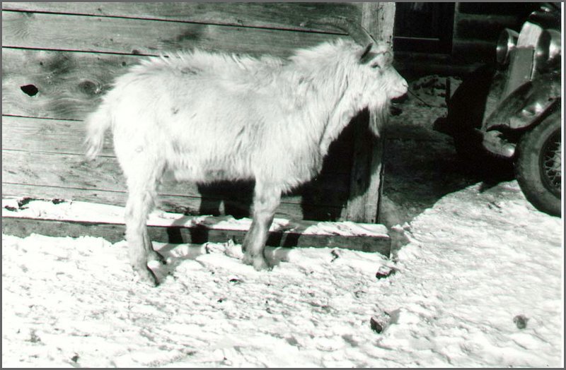 Goat.jpg