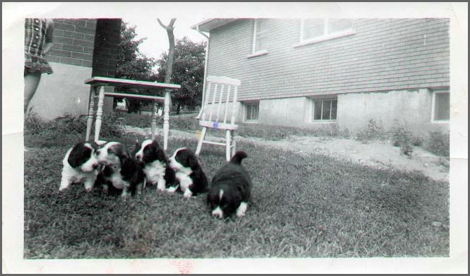 Puppies.jpg