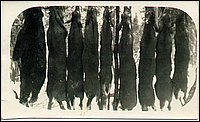 Eight_Deer_&_A_Bear.jpg