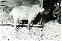 Goat.jpg