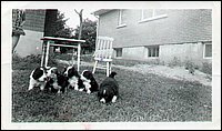 Puppies.jpg
