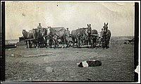 Herb_In_Saskatchewan_1915.jpg