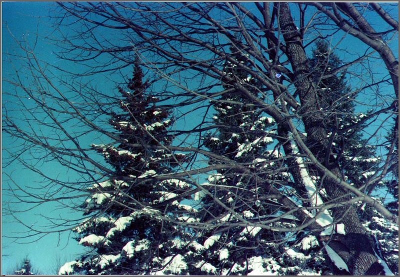 Basswood_Tree_2.jpg