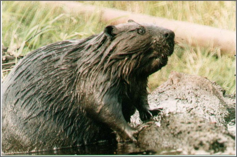 Beaver.jpg