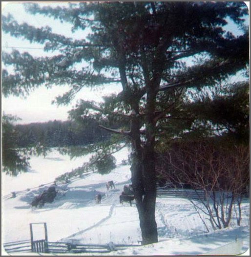 Cows_In_Winter.jpg