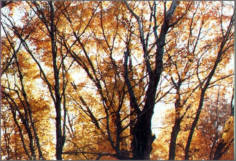 Fall_at_the_Farm.jpg
