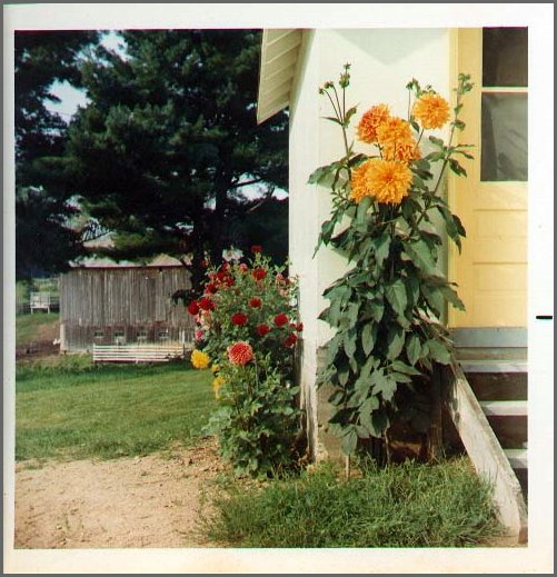 Grandma's_Dahlias.jpg