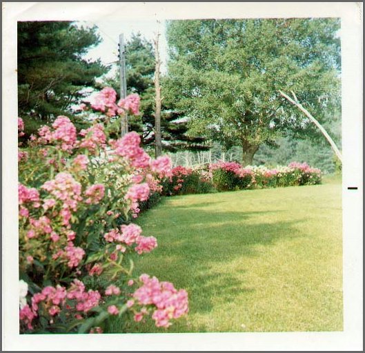 Grandma's_Flower_Beds.jpg