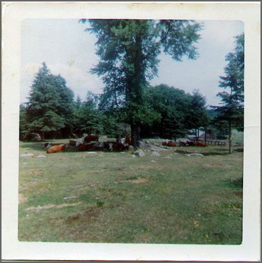 Herford_Cows.jpg
