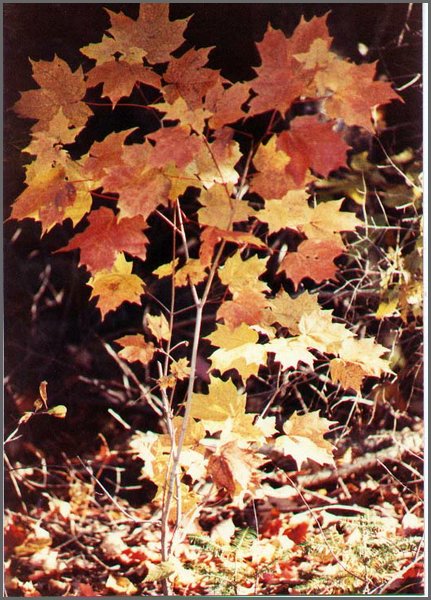 Little_Maple.jpg