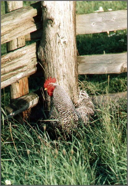 Rooster.jpg