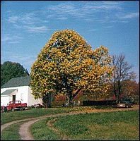 Basswood_Tree.jpg