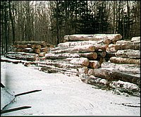 Log_Pile.jpg