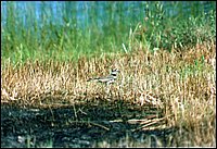 Killdeer_On_Beach.jpg