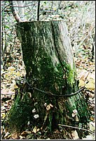 Stump.jpg
