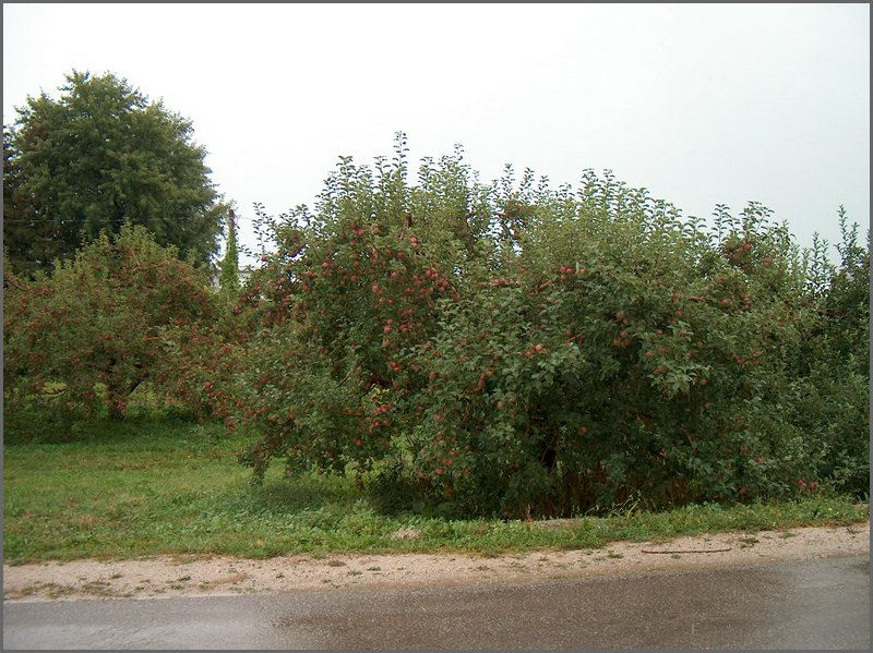 HPIM1375.JPG