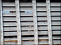 HPIM1196 - Cows Going For A Ferry Ride.jpg