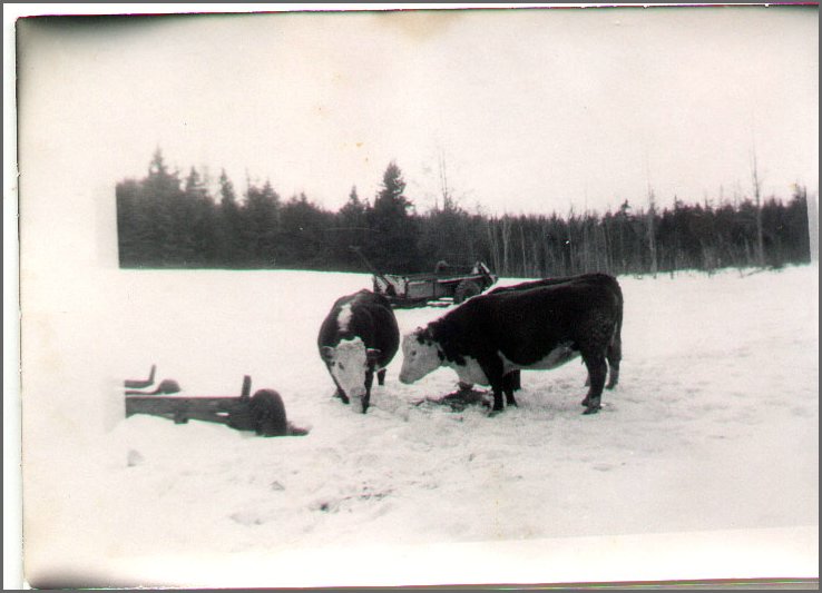 B&W - Cows 1.jpg