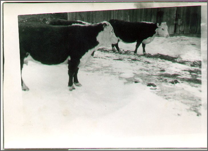 B&W - Cows At Barn.jpg