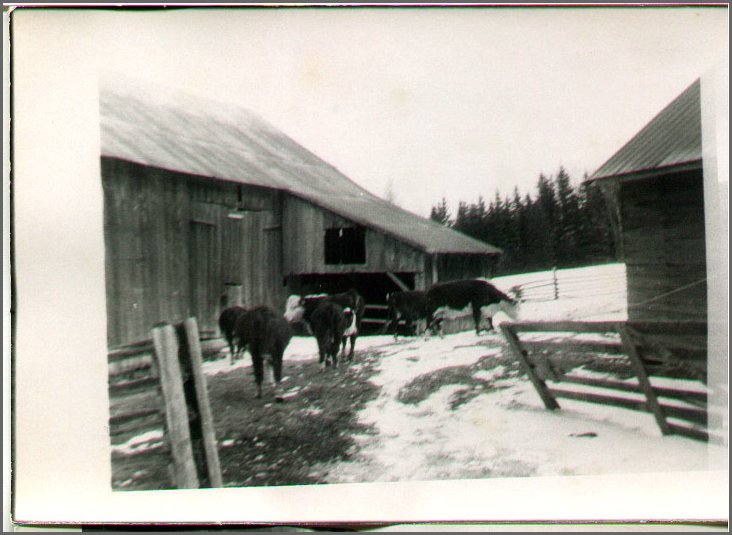 B&W - Cows.jpg