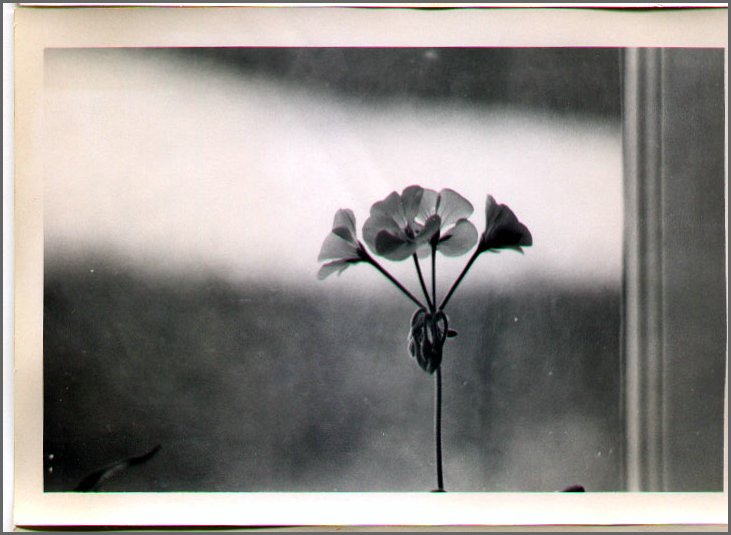 B&W - Flower.jpg