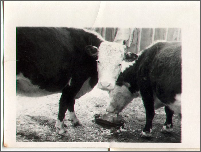 B&W - Two Cows 2.jpg