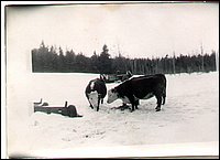 B&W - Cows 1.jpg