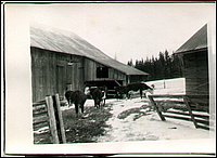 B&W - Cows.jpg