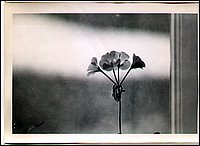 B&W - Flower.jpg