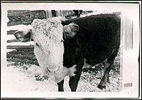 B&W - Herford Cow.jpg
