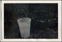 B&W - Maple Syrup Time 1.jpg