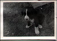 B&W - Puppy Dog.jpg
