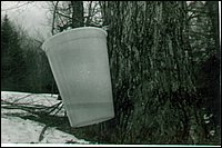 B&W - Sap Bucket.jpg