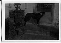 B&W - Skippy 2.jpg