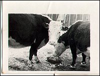 B&W - Two Cows 2.jpg