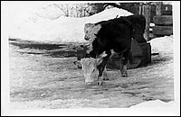 B&W - Two Cows.jpg