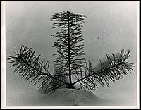 B&W - Winter.jpg