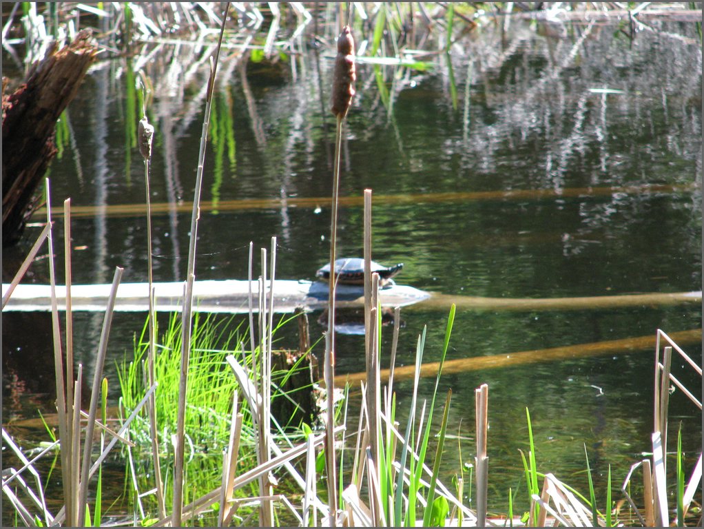 CF100 Crash Site May 2008 58.JPG