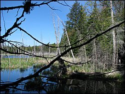 CF100 Crash Site May 2008 08.JPG