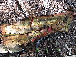 CF100 Crash Site May 2008 20.JPG