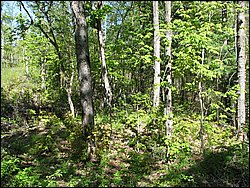 CF100 Crash Site May 2008 49.JPG