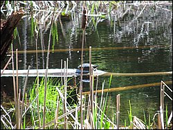 CF100 Crash Site May 2008 58.JPG